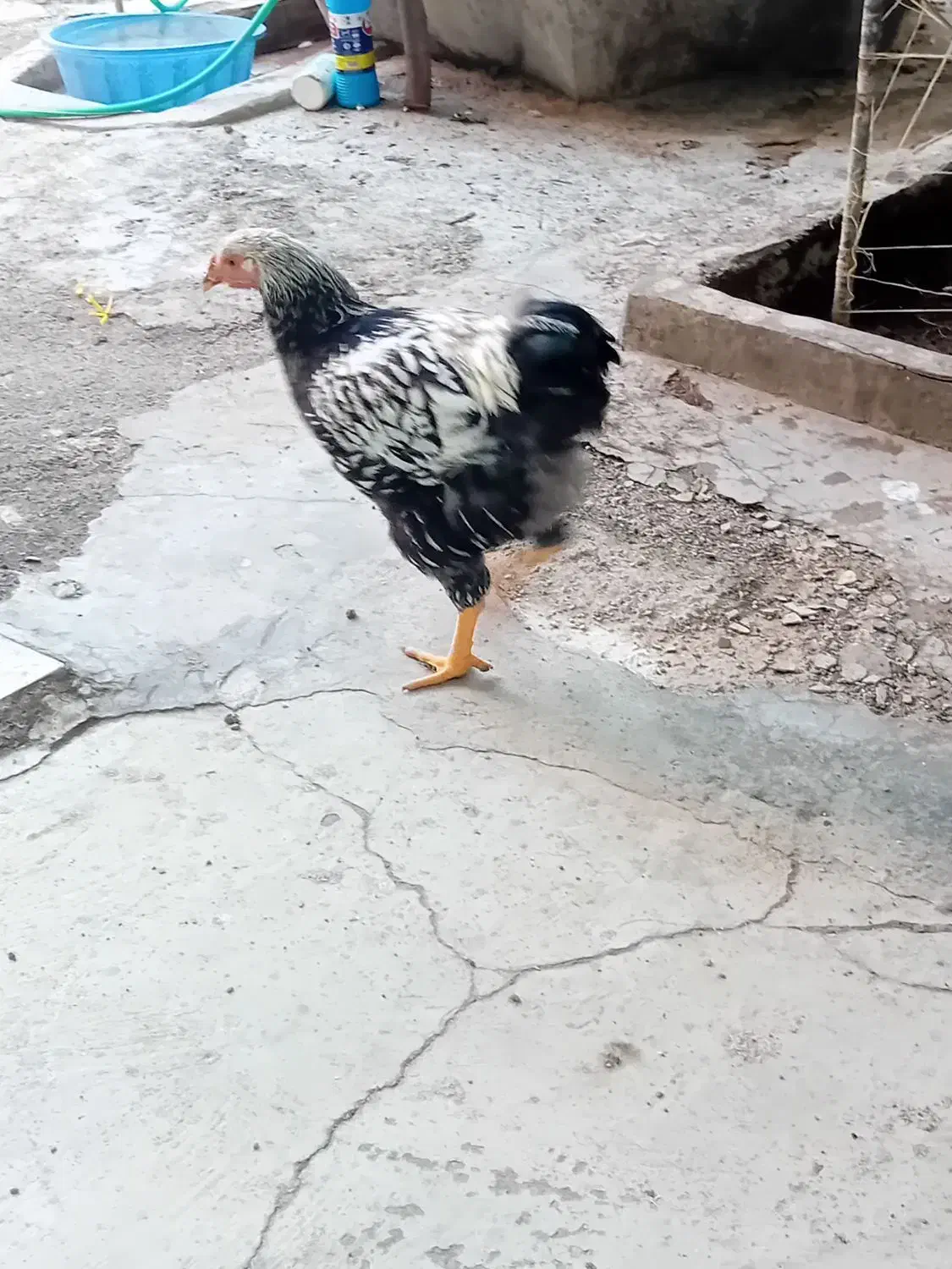 خروس ویاندوت سیلور|حیوانات مزرعه|مرند, |دیوار