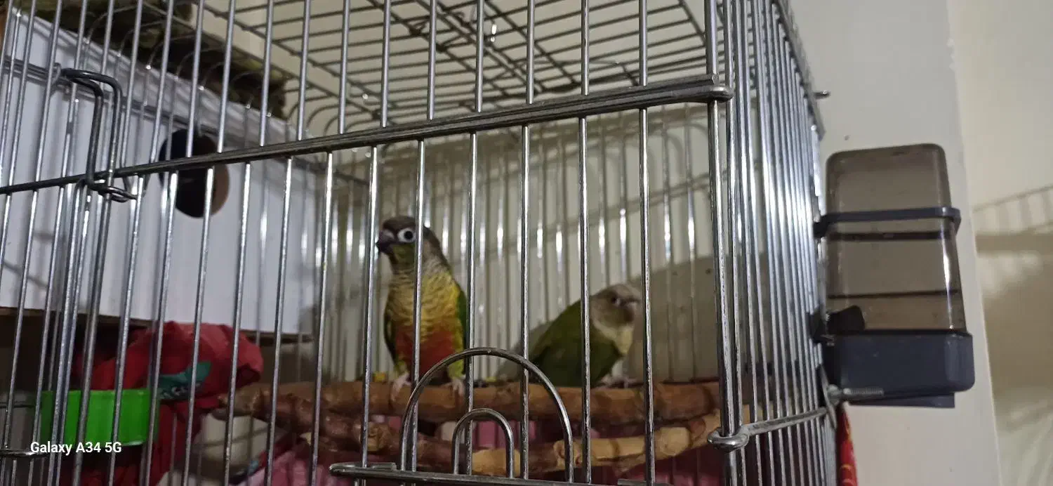 طوطی گرینچیک مولد|پرنده|خوی, |دیوار