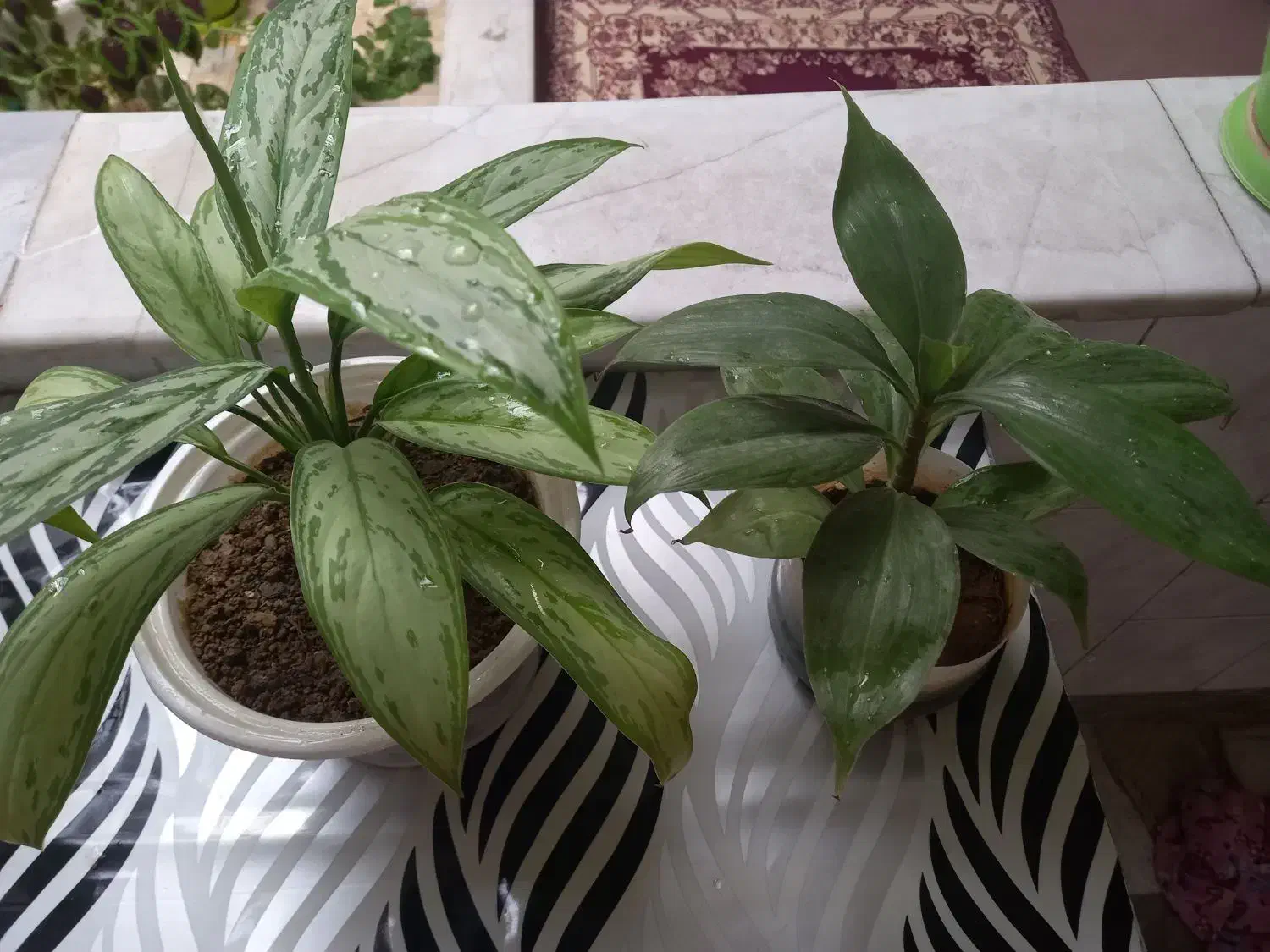 گلهای طبیعی|گل و گیاه طبیعی|سنندج, |دیوار