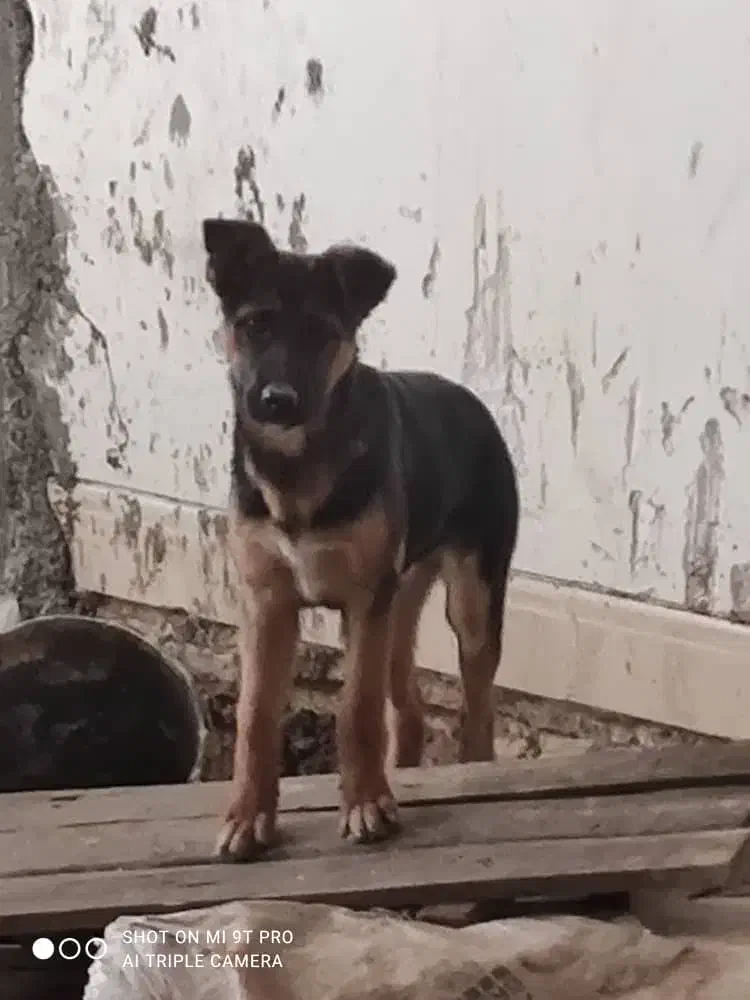 واگذاری|سگ|شیراز, نیستان|دیوار