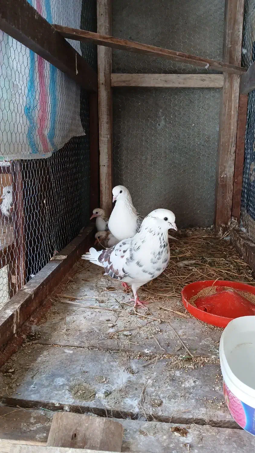 کبوتر|پرنده|ساری, |دیوار