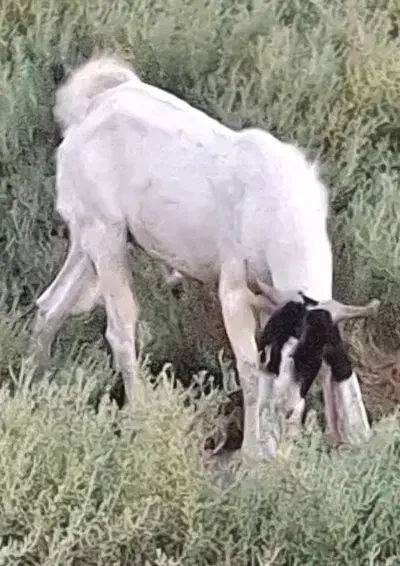 نر بز|حیوانات مزرعه|بندر گناوه, |دیوار