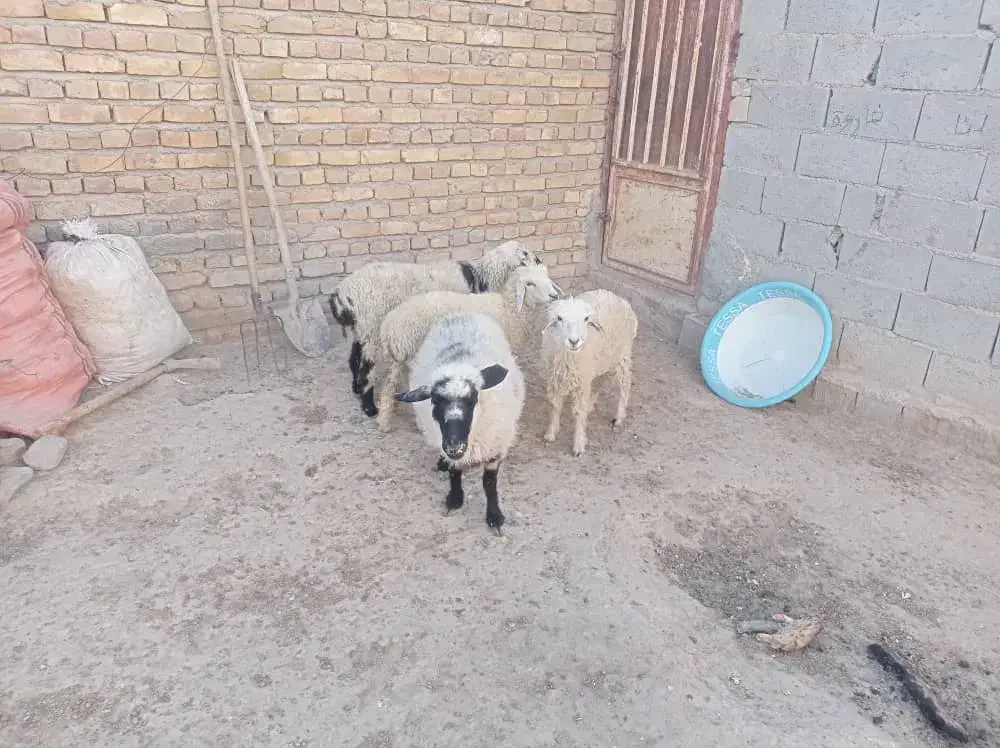 بره و میش|حیوانات مزرعه|کرباسک, |دیوار