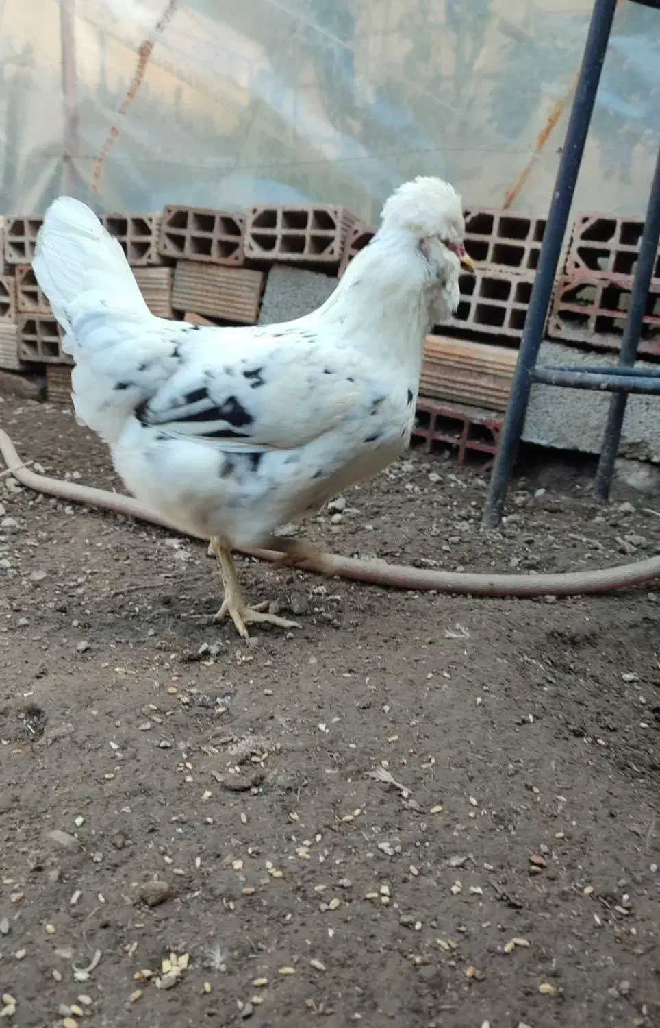 تخم مرغ گلین|حیوانات مزرعه|رامیان, |دیوار