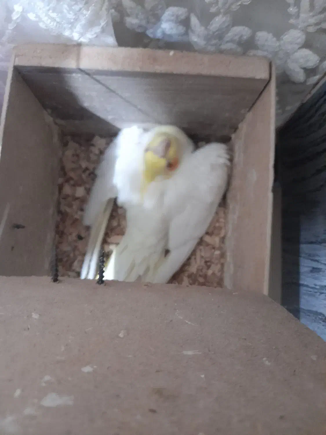 فروش ۲ جفت بالغ روی تخم و یک نر لوتینو|پرنده|مشهد, بهمن|دیوار