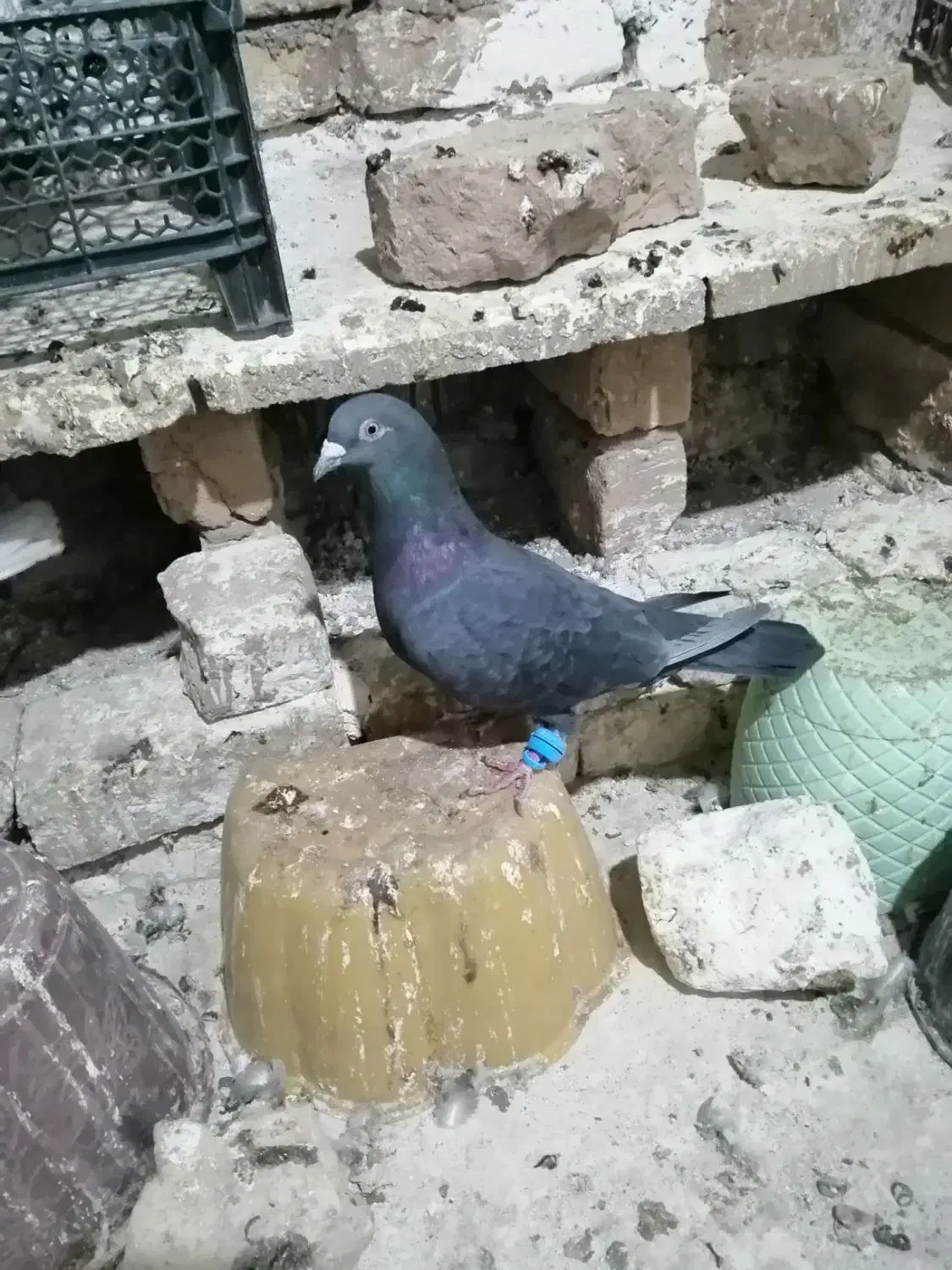 4 عدد کفتر (کبوتر) مناسب نو بازی|پرنده|تربت‌حیدریه, شهرک ولیعصر|دیوار