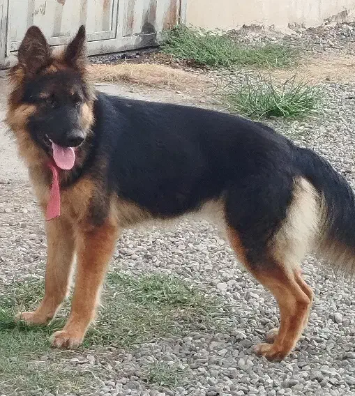 سگ ژرمن ماده|سگ|کیاشهر, |دیوار