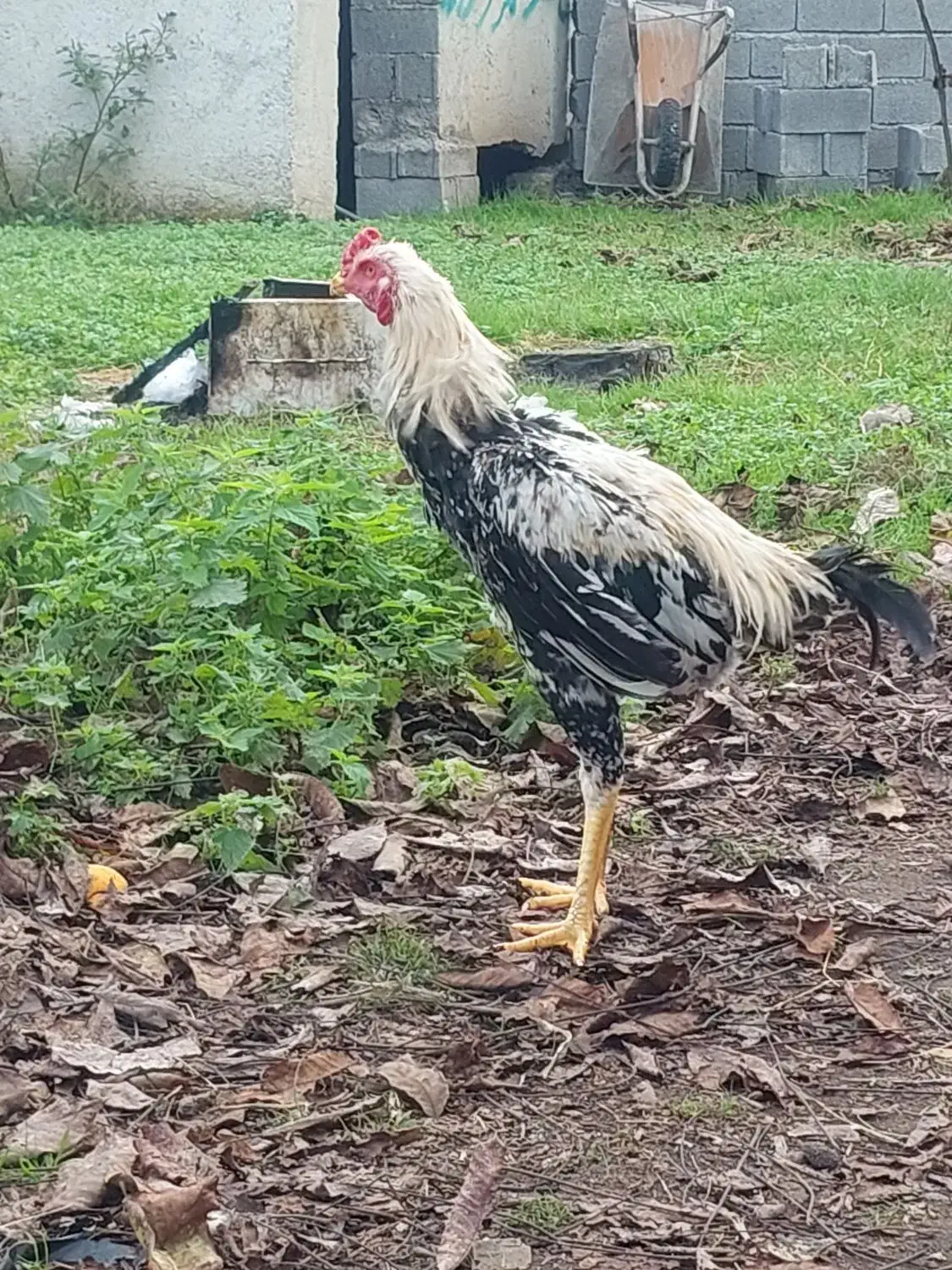 خروس لاری صابونی رنگ۶ماهه|حیوانات مزرعه|تالش, جوکندان|دیوار