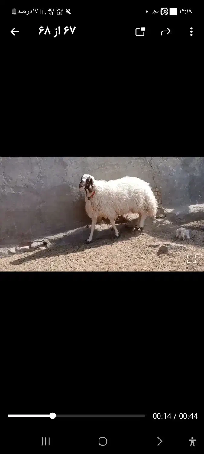 بره قوچی سنجابی|حیوانات مزرعه|کاشمر, |دیوار