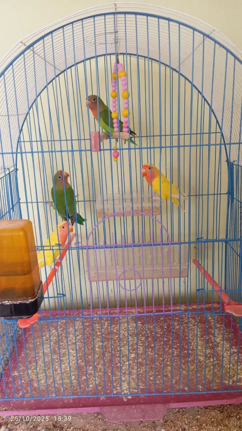 طوطی برزیلی|پرنده|مرند, |دیوار