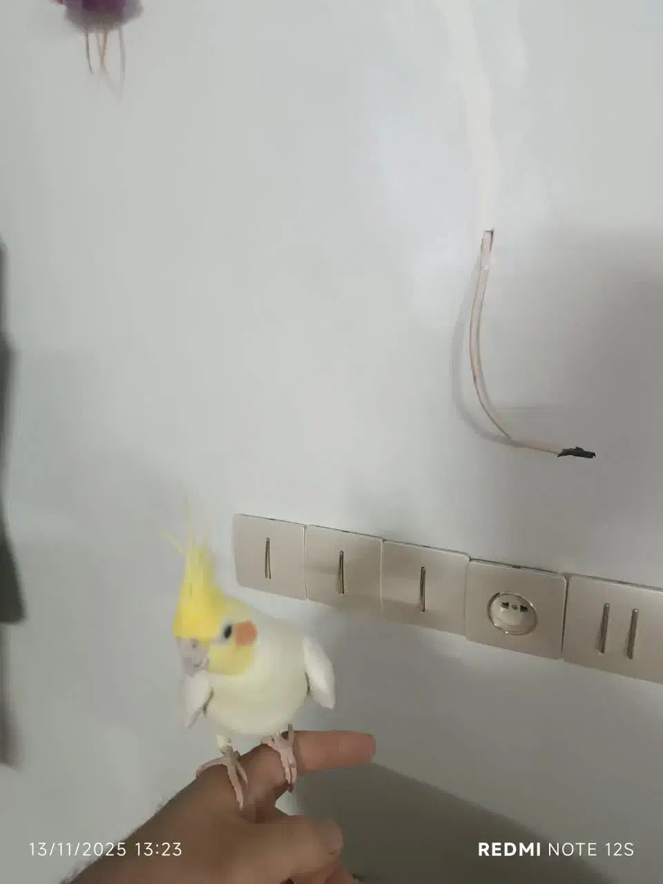 عروس هلندی|پرنده|مشهد, نوید|دیوار