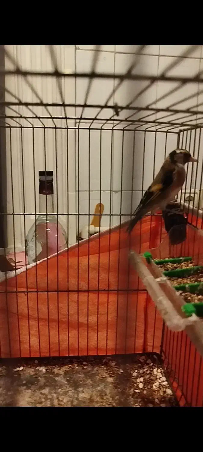 جوجه سهره|پرنده|تهران, باشگاه نفت|دیوار