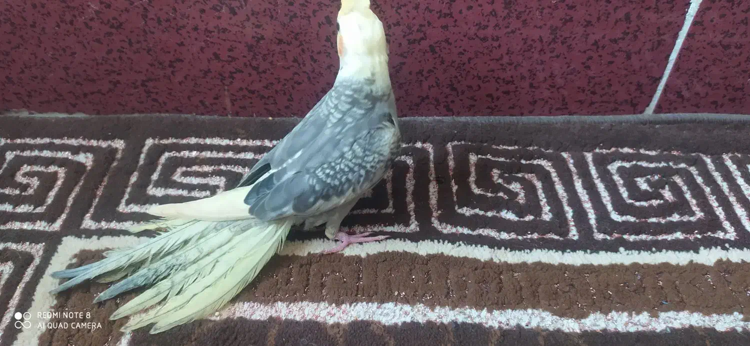 طوطی|پرنده|رستمآباد, |دیوار