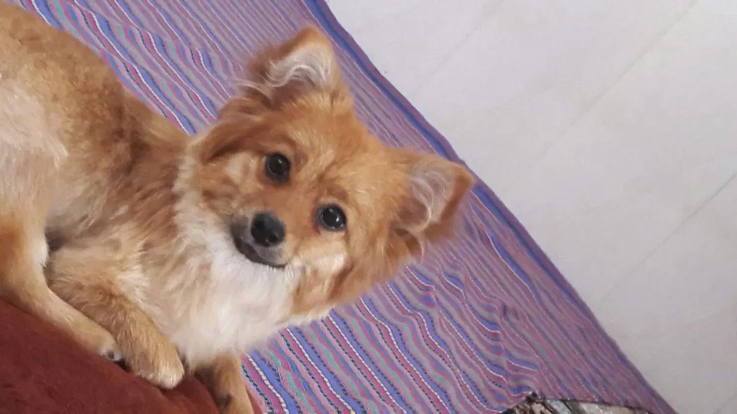 سگ خونگی|سگ|بوئین زهرا, |دیوار