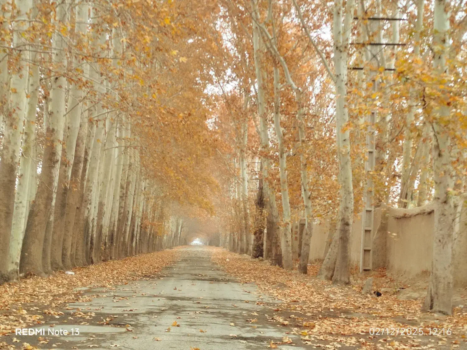 یک زمین جم جور آماده ساخت240متر باغ ویلا خدایارخان|فروش زمین و ملک کلنگی|محمدشهر, محمدشهر|دیوار