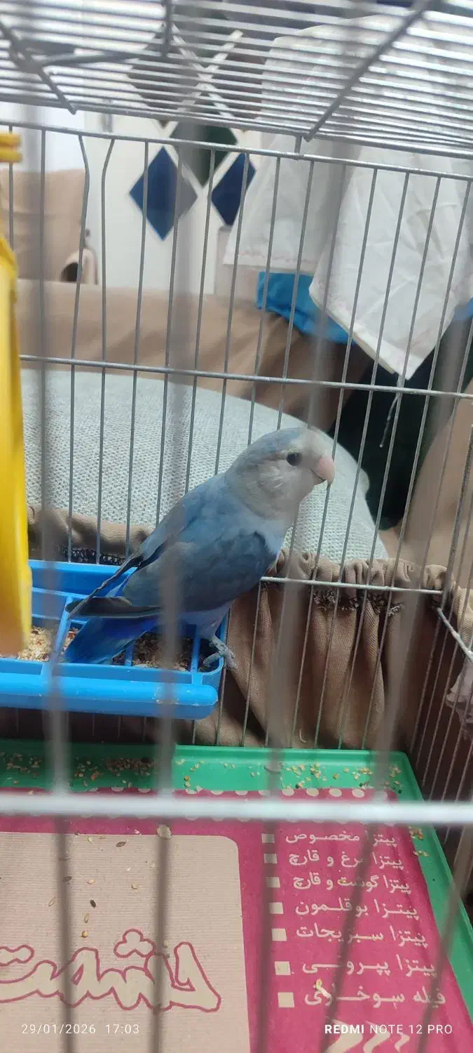 کوتوله برزیلی|پرنده|اصفهان, پوریای ولی|دیوار