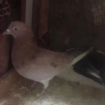 کفتر|پرنده|اردبیل, |دیوار