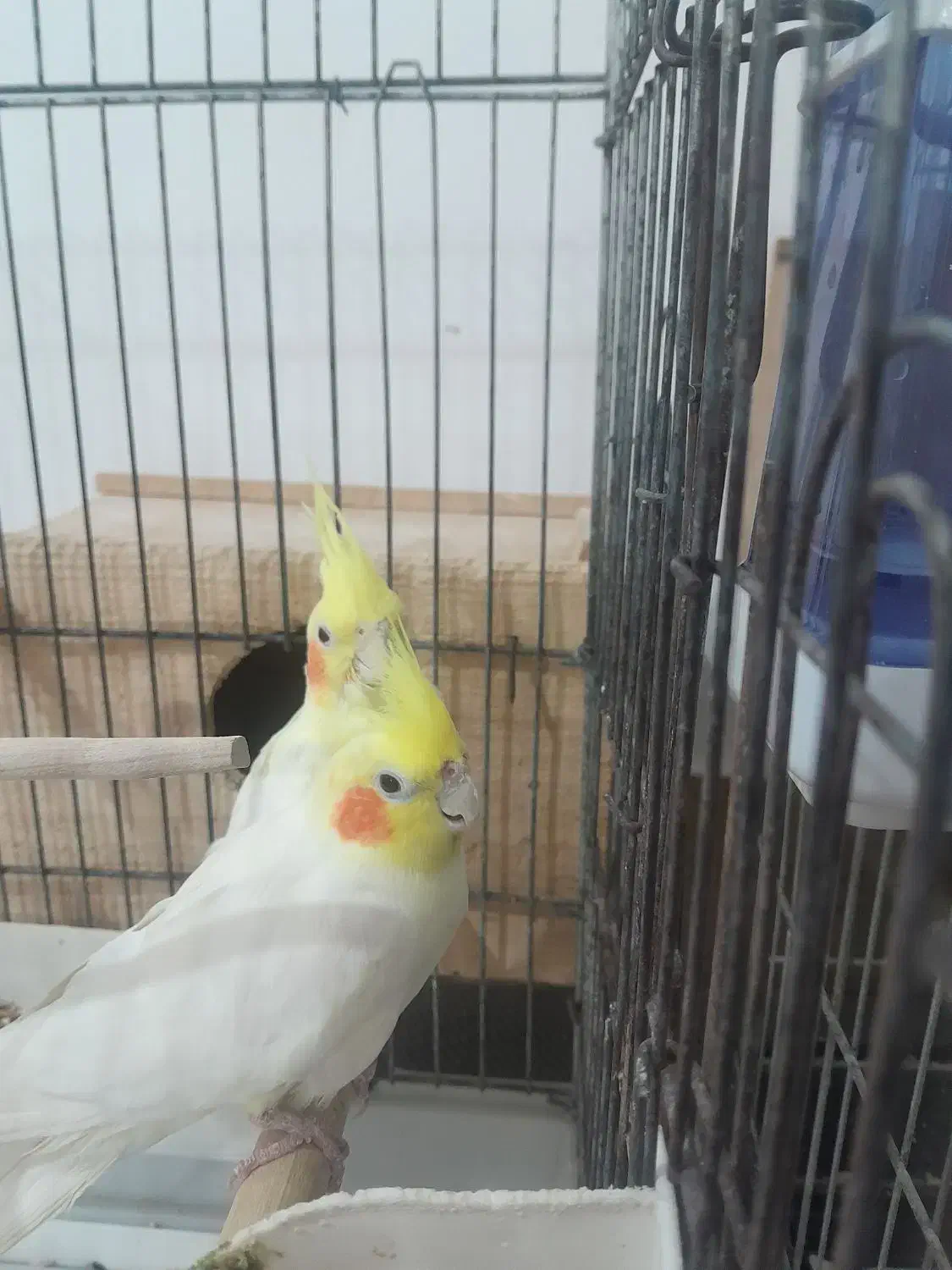 عروس هلندی|پرنده|گرمی, |دیوار