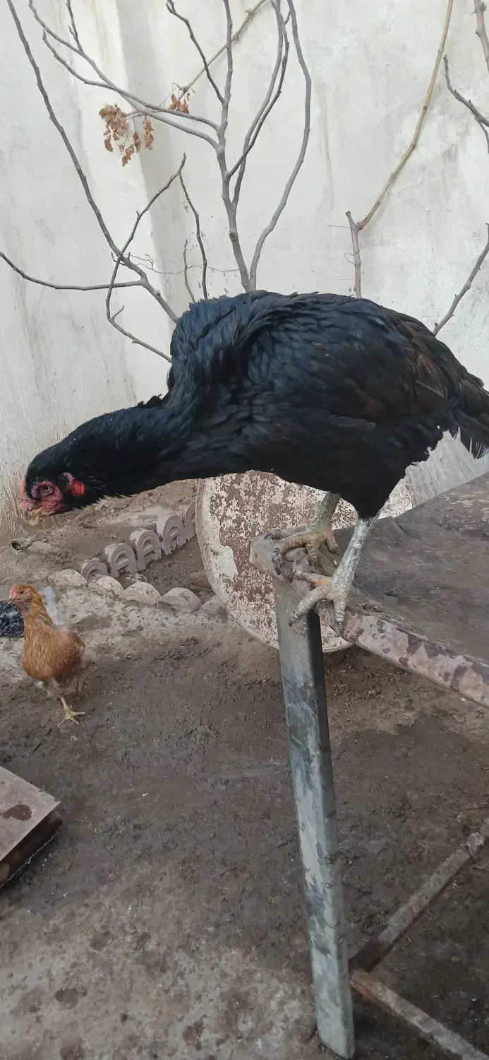 مرغ لاری و خروس گلین|حیوانات مزرعه|پاکدشت, پاکدشت (مامازند)|دیوار