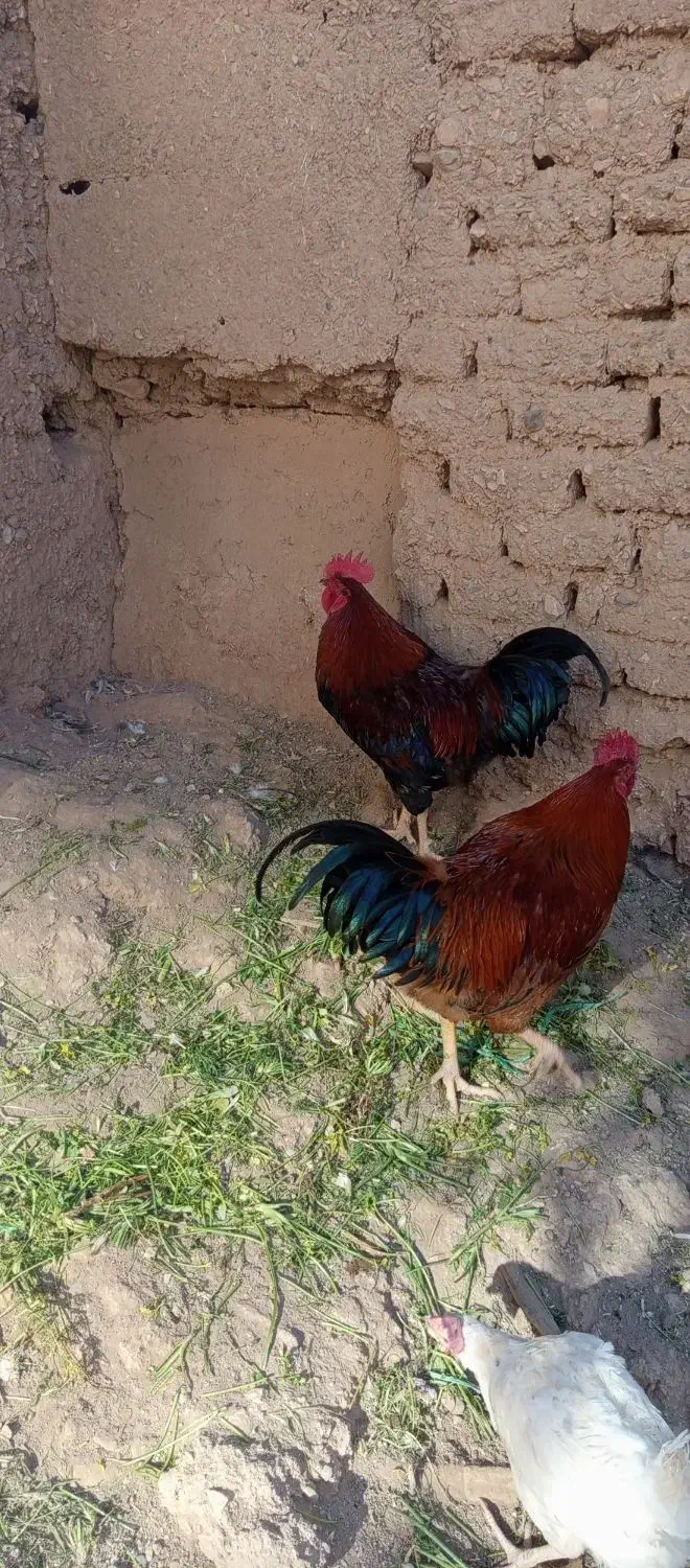 خروس|حیوانات مزرعه|محلات, |دیوار