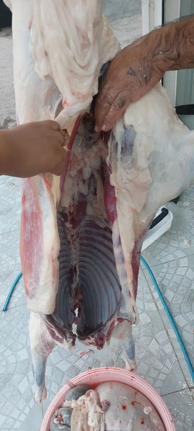 قصابی نمونه|خوردنی و آشامیدنی|پلدختر, |دیوار