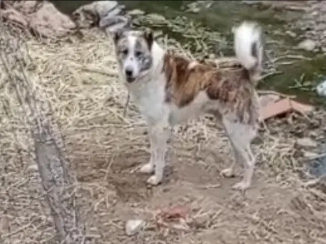 کله خراب|سگ|ایلام, |دیوار