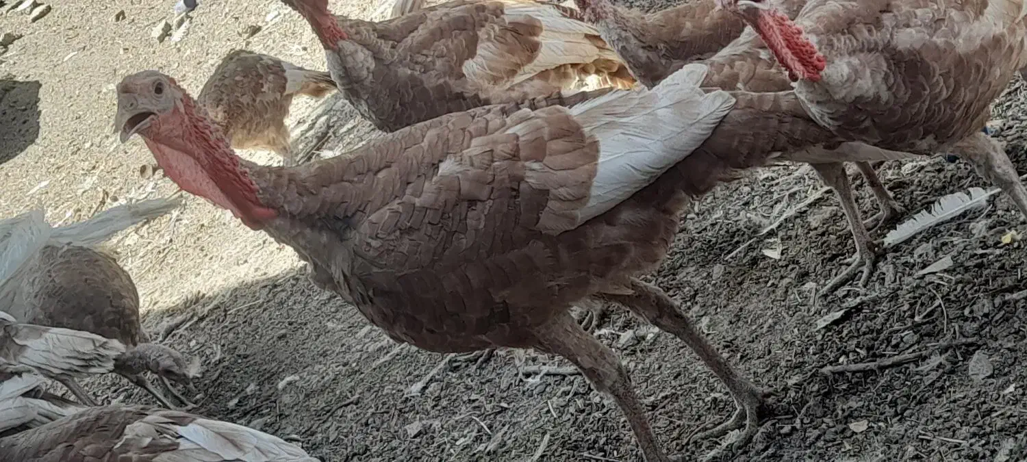 بوقلمون ۵ماه تایک سال|حیوانات مزرعه|بانه, |دیوار