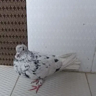 کفتر سرور دم سفید|پرنده|داراب, |دیوار