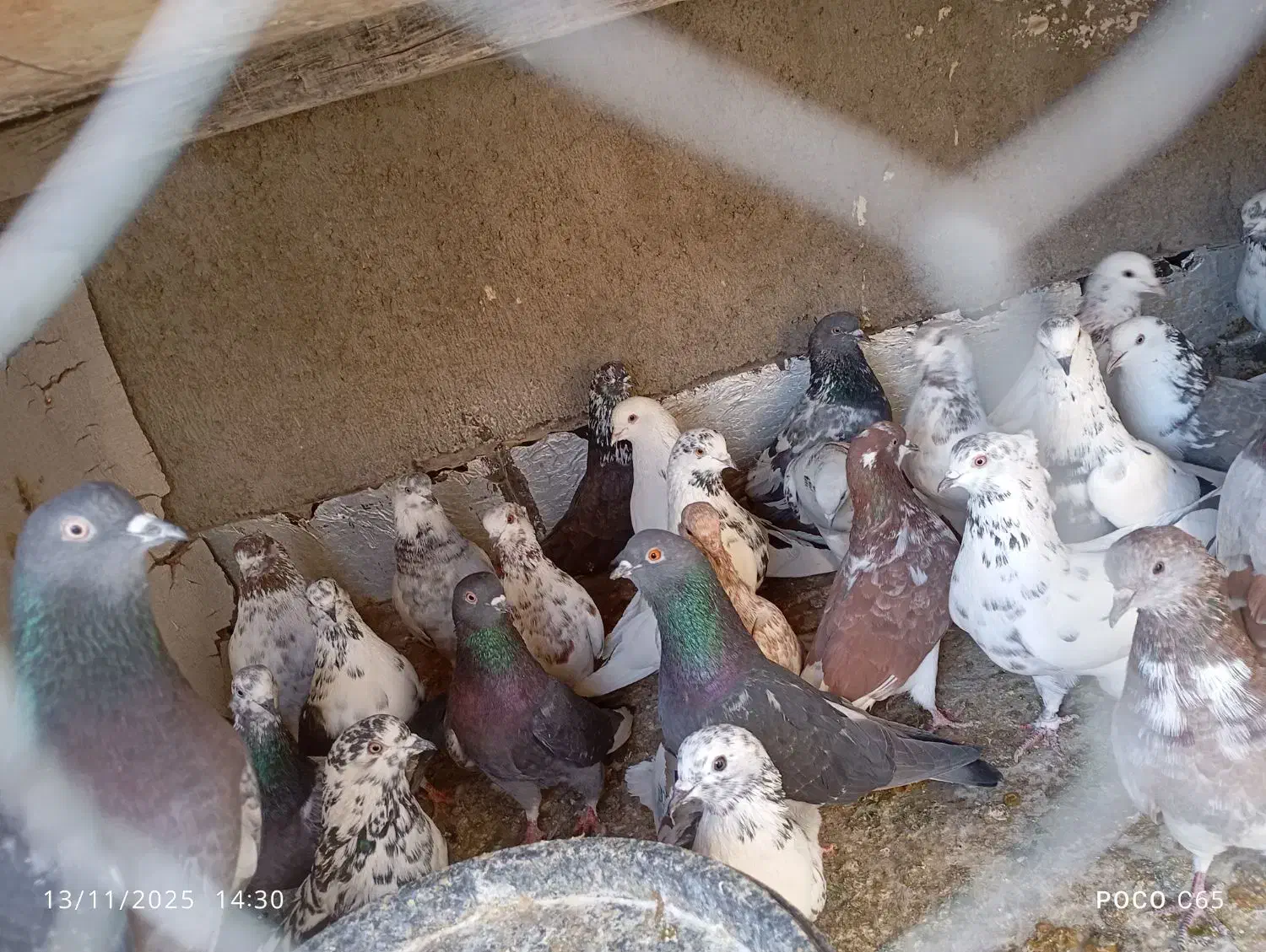 کفتر پرشی|پرنده|محمدشهر, محمدشهر|دیوار