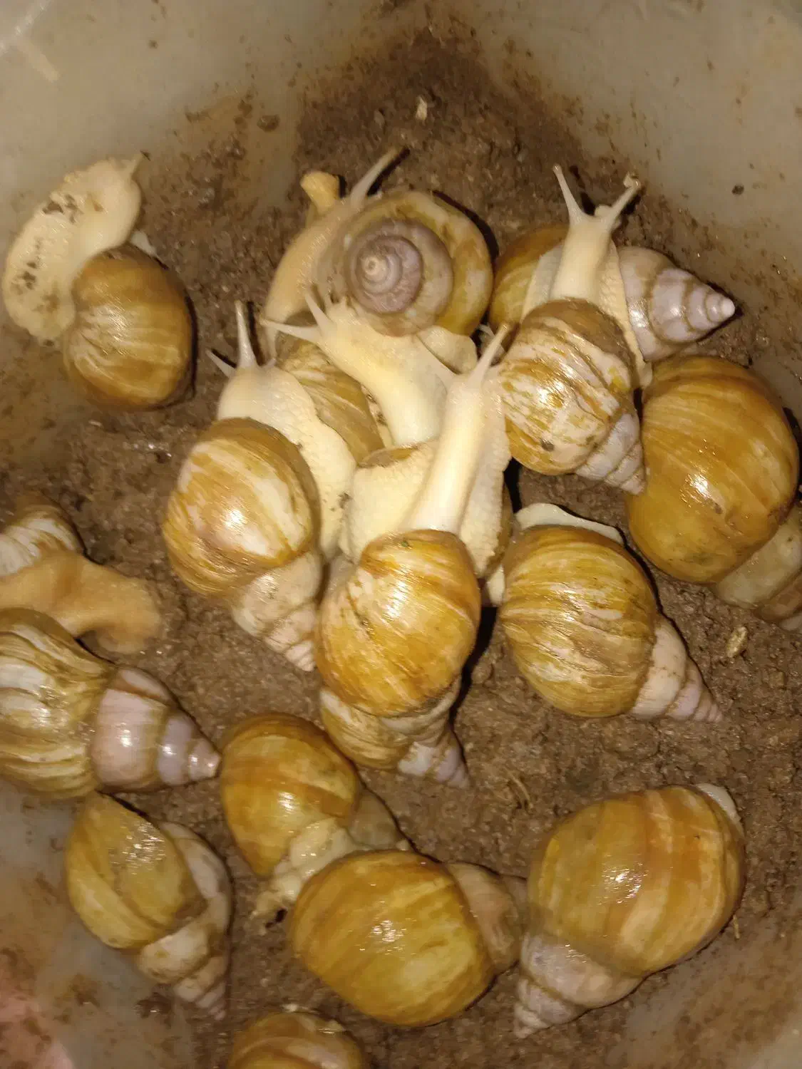 حلزون|خزنده|بیرجند, |دیوار