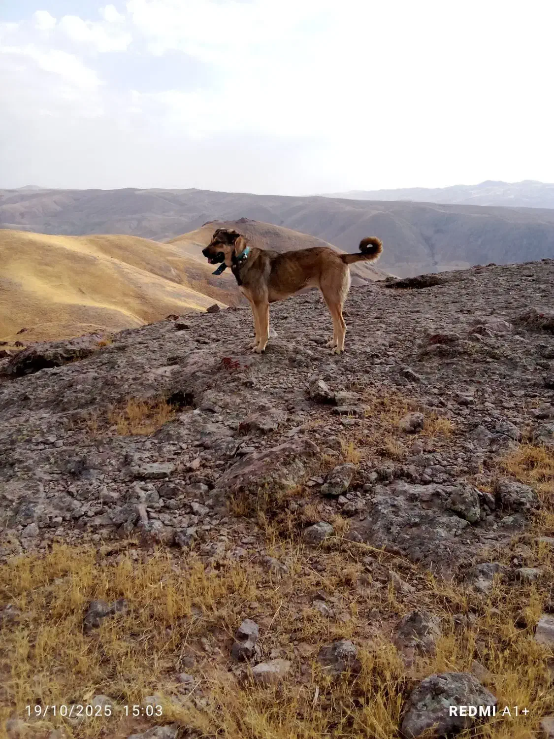 امروز از ایجرود|سگ|زنجان, |دیوار