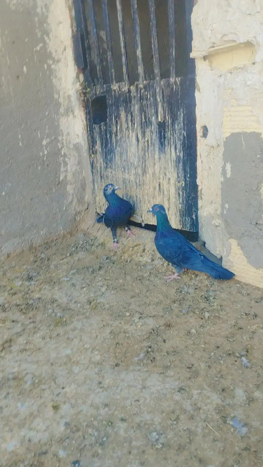 کبوتر|پرنده|زاهدان, |دیوار