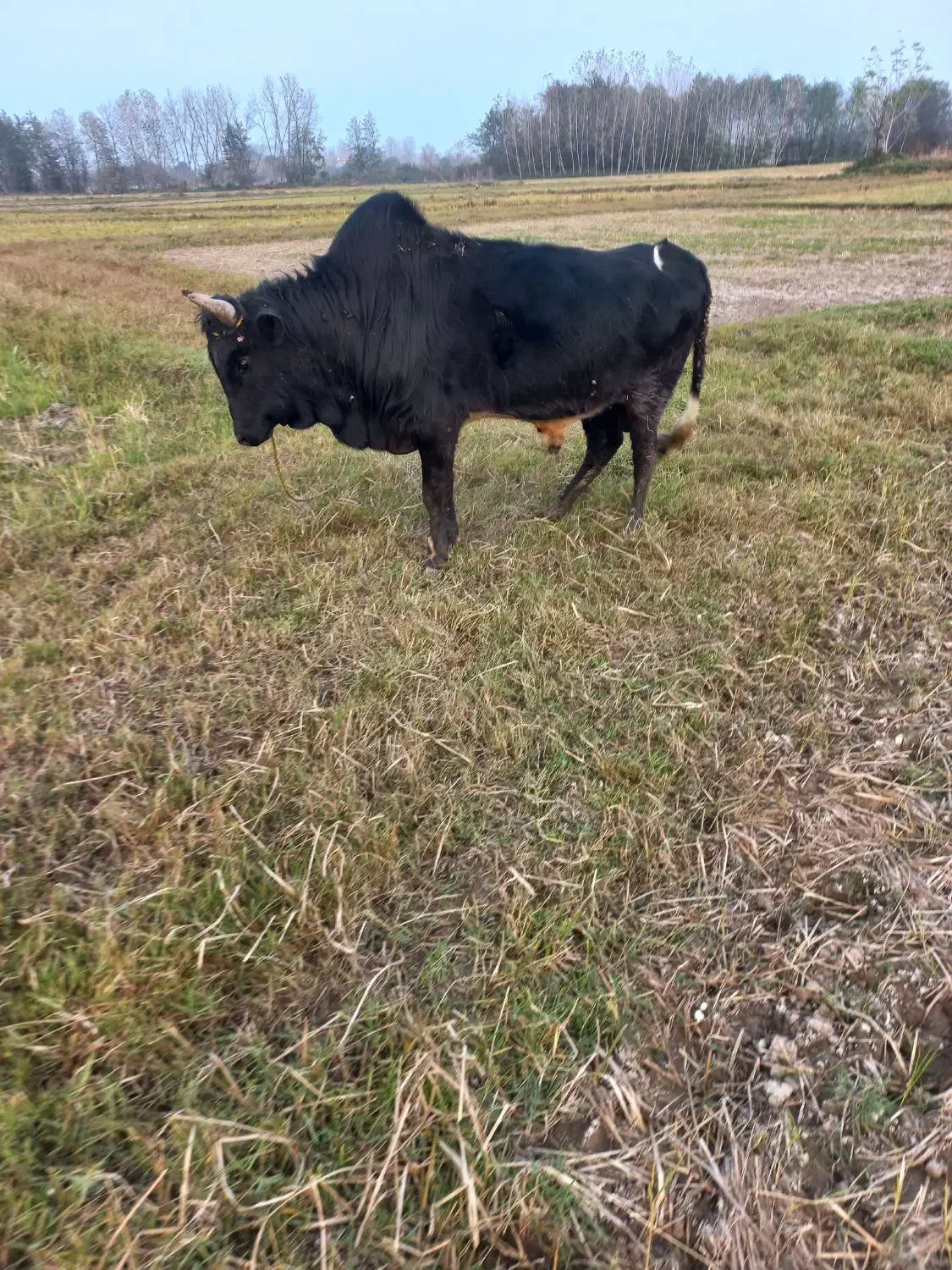 گاو نر ورزا|حیوانات مزرعه|خشکبیجار, |دیوار