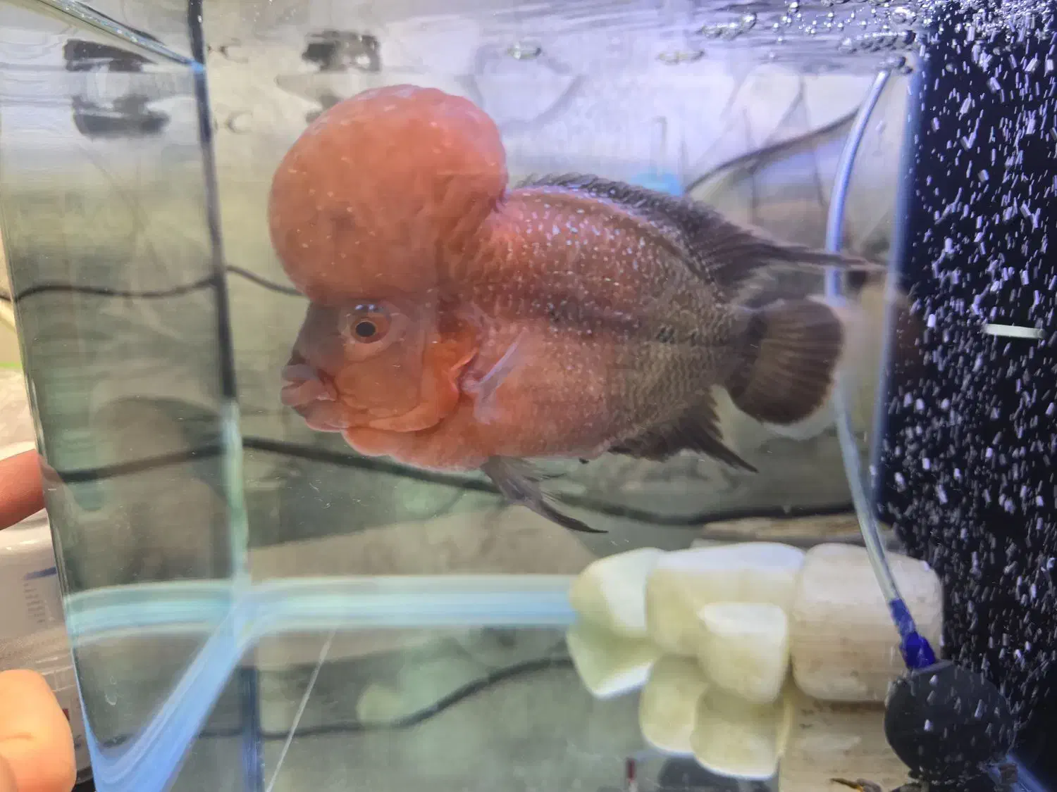 ماهی فلاور هورن|ماهی|قزوین, |دیوار