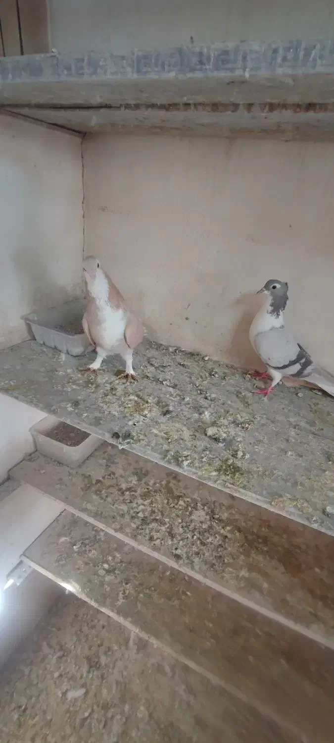 دمگیر کاکلی|پرنده|اصفهان, دانشگاه اصفهان|دیوار