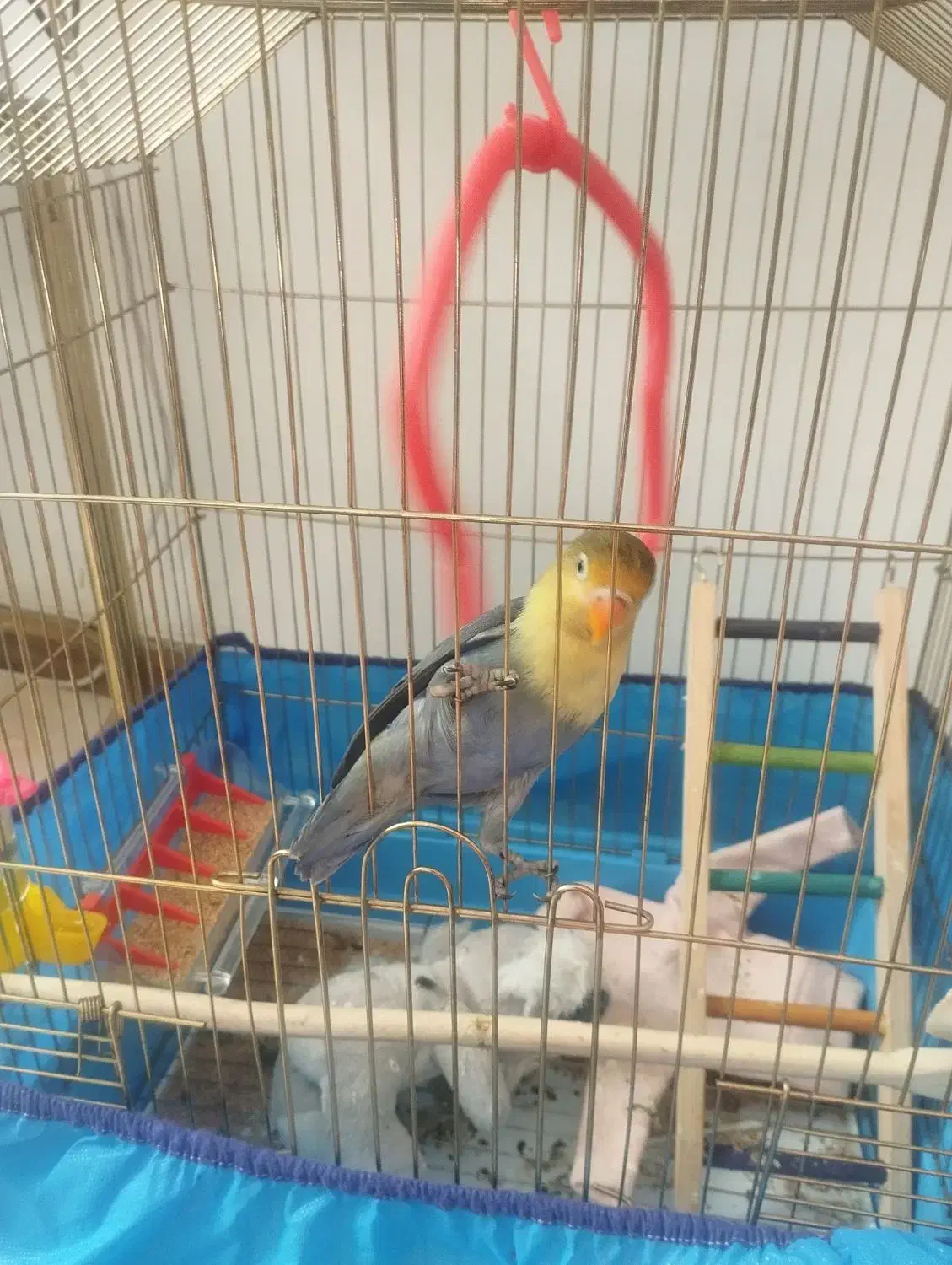 کوتوله برزیلی نر|پرنده|فولادشهر, C2|دیوار