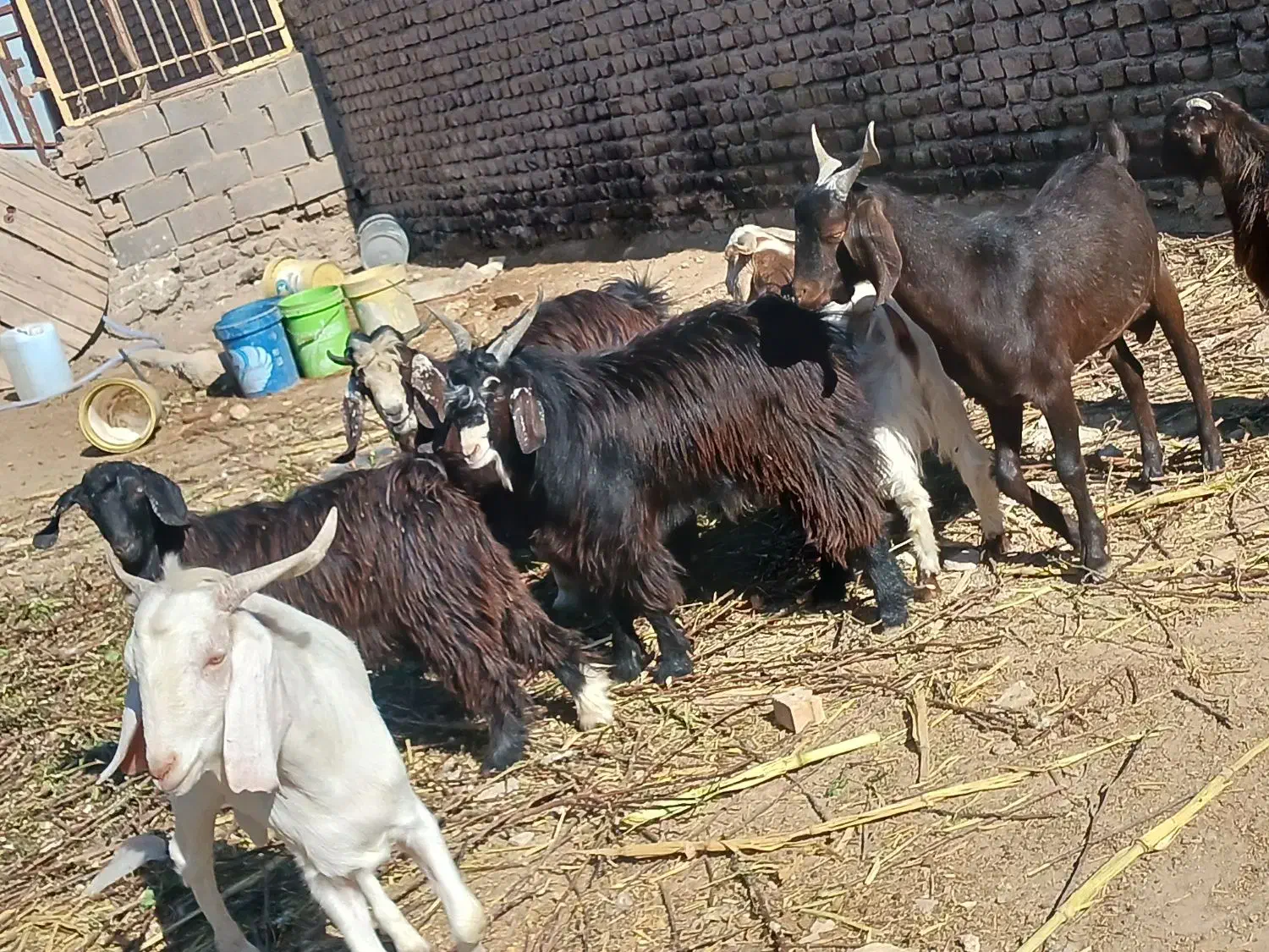 بره|حیوانات مزرعه|گناباد, |دیوار