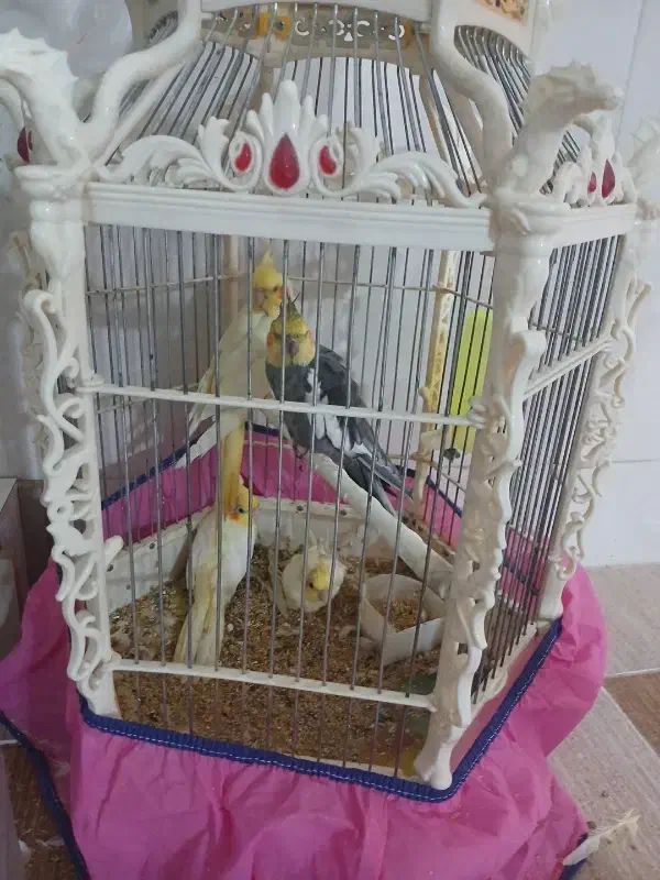 عروس جفت|پرنده|قم, ولیعصر|دیوار