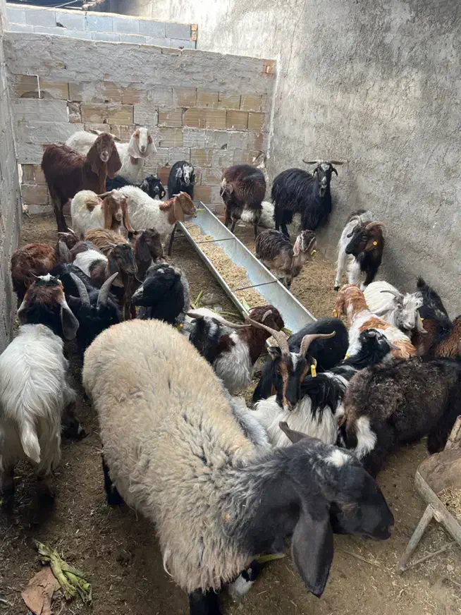 نر بره و بزغاله|حیوانات مزرعه|شاهرود, |دیوار