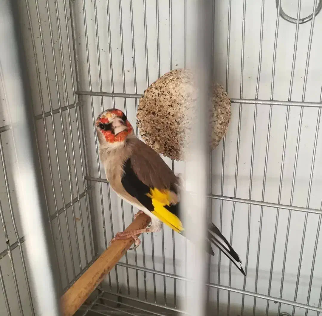 سهره سقا ماده|پرنده|کرمان, |دیوار