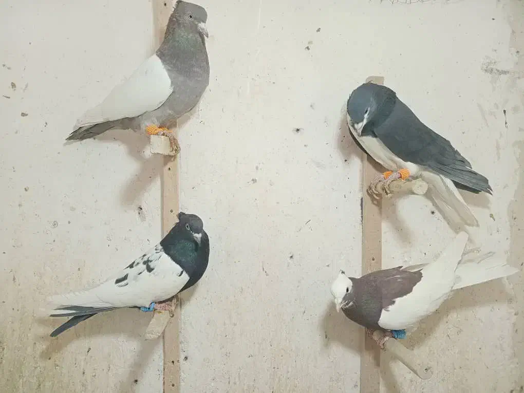 فروش کبوتر|پرنده|شیراز, سیلو|دیوار