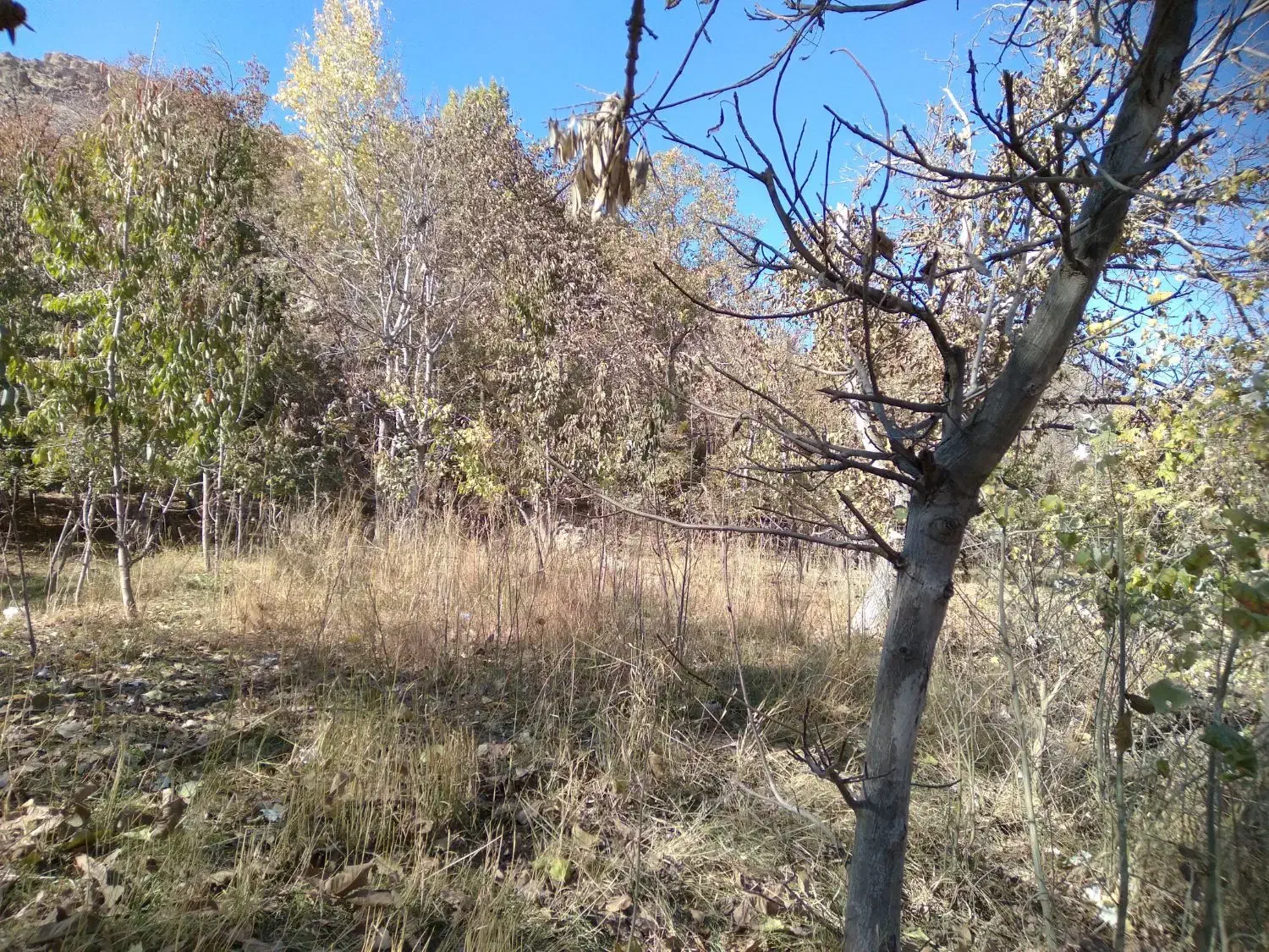 باغ فروشی 500متری روستای آل|فروش زمین و ملک کلنگی|مشهد, کارده|دیوار