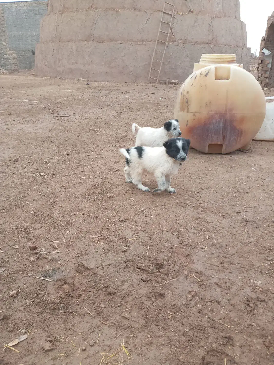 واگذاری ۴ توله سک ماده|سگ|قنوات, |دیوار