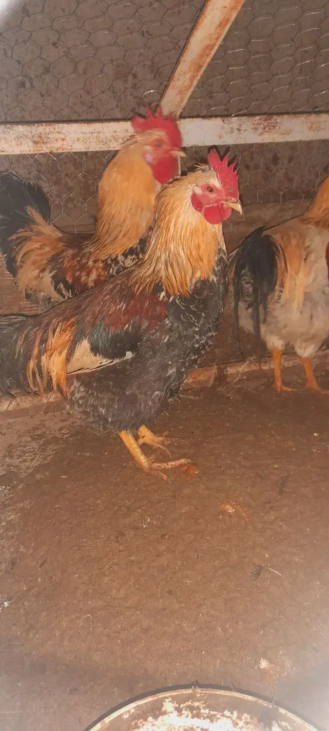 خروس محلی|حیوانات مزرعه|مشگین شهر, |دیوار