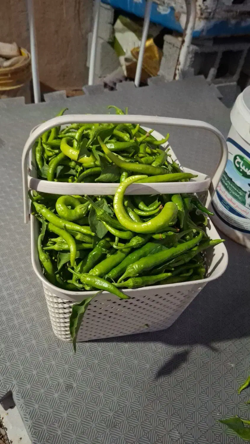 فلفل شیرین|خوردنی و آشامیدنی|شیراز, احمدی جنوبی|دیوار