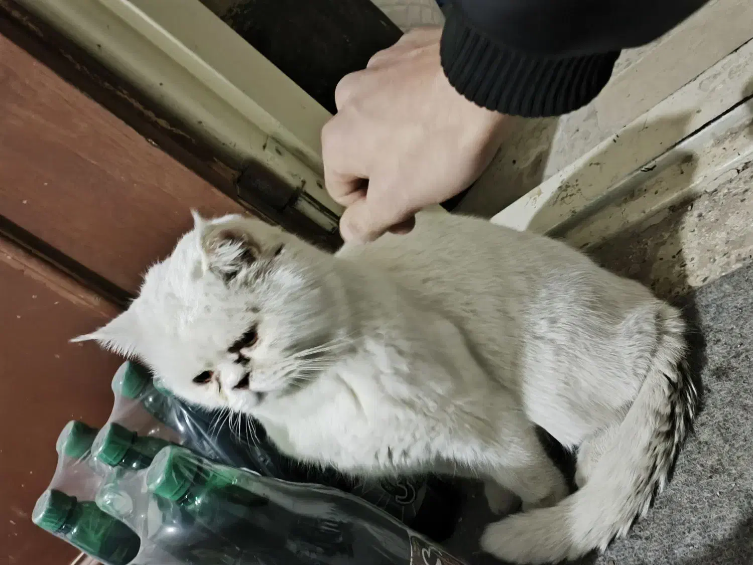 2 عدد گربه پرشین|گربه|ارومیه, |دیوار