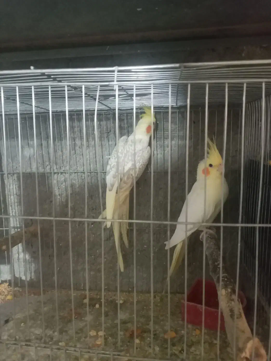 عروس هلندی جفتهای مولد|پرنده|بافق, |دیوار