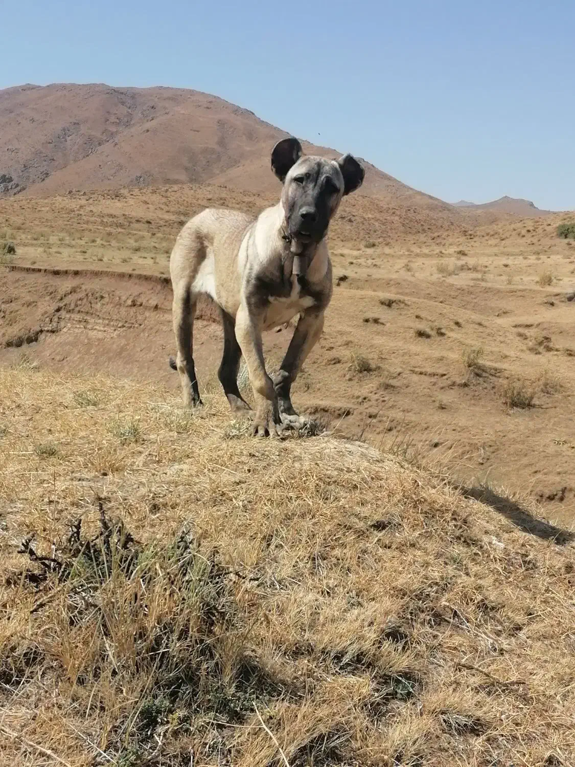 واگذاری توله ماده سرابی 8ماهه|سگ|سراب, |دیوار