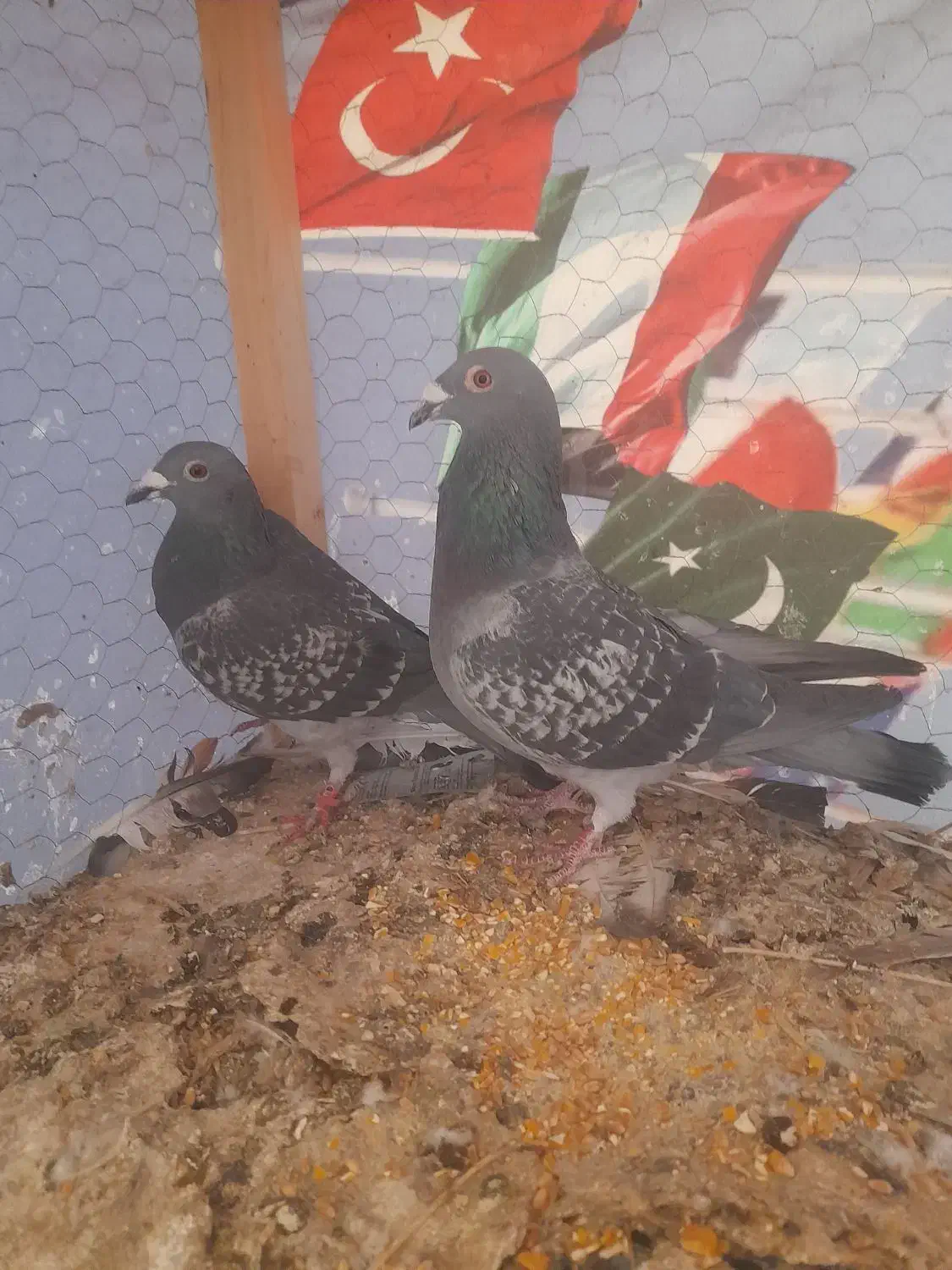 پلاکی جفتگاه وسه تا پرشی|پرنده|نیشابور, ریوند|دیوار