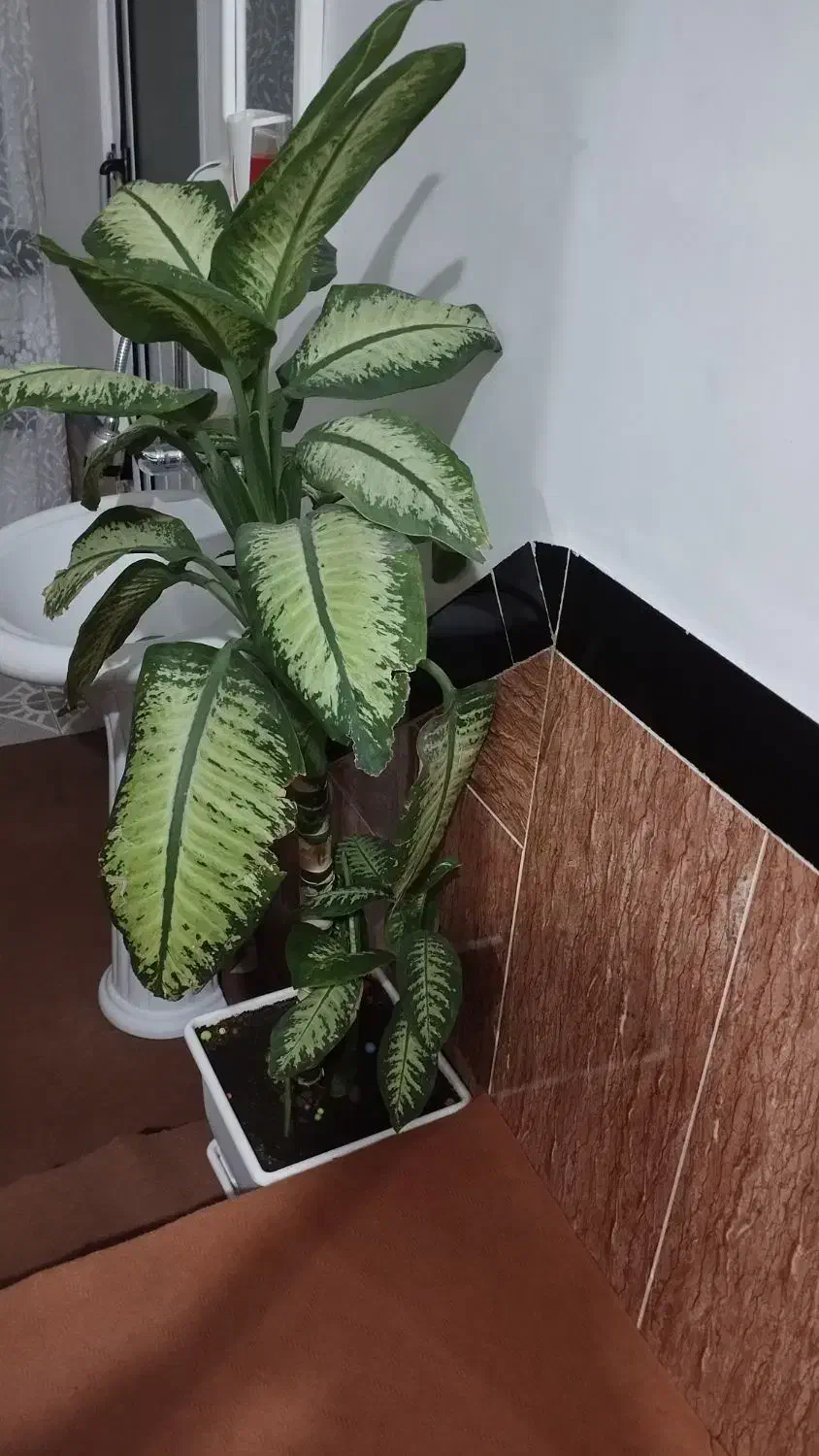 بوفه و گل|بوفه، ویترین، کنسول|اشنویه, |دیوار